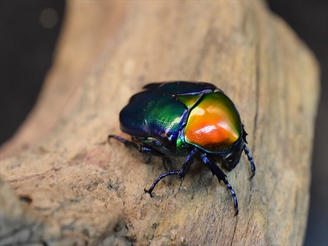 【新成虫】トルコホウセキカナブンペア