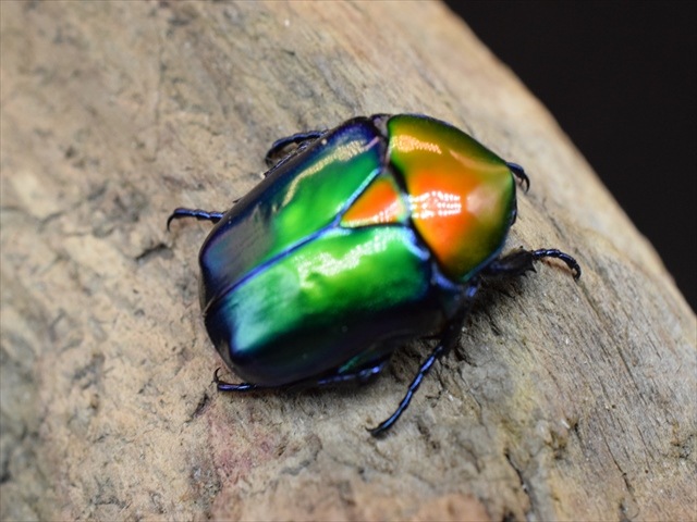 【新成虫】トルコホウセキカナブンペア