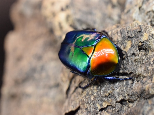 【新成虫】トルコホウセキカナブンペア