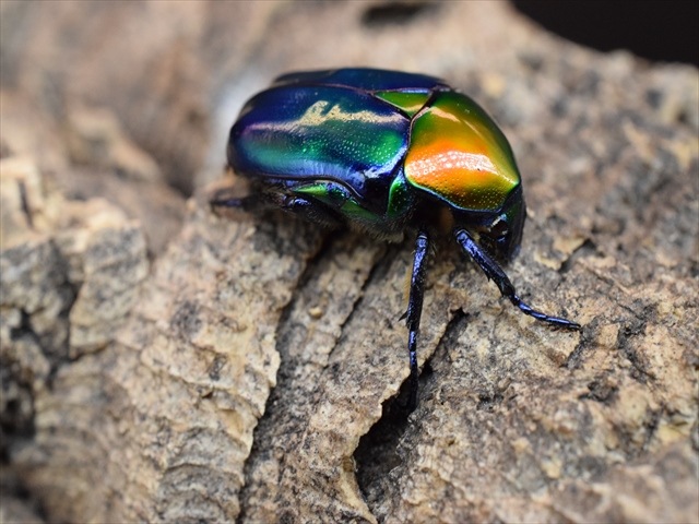 【新成虫】トルコホウセキカナブンペア
