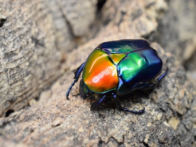 【新成虫】トルコホウセキカナブンペア