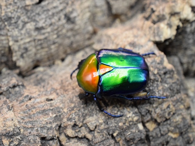 【新成虫】トルコホウセキカナブンペア