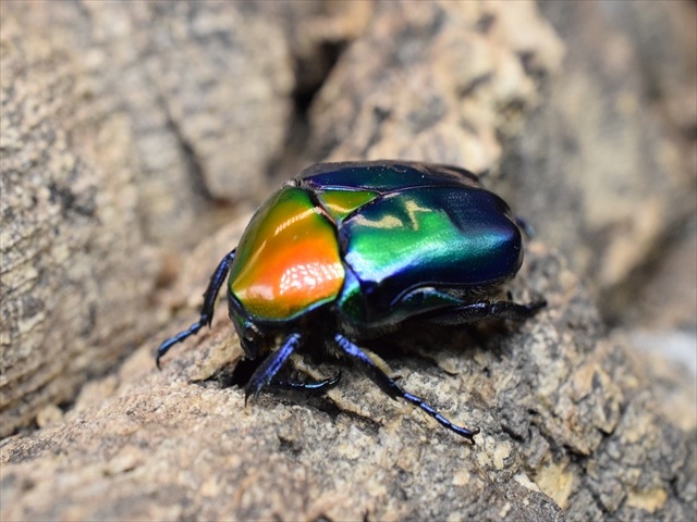 【新成虫】トルコホウセキカナブンペア