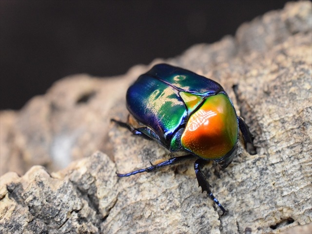 【新成虫】トルコホウセキカナブンペア