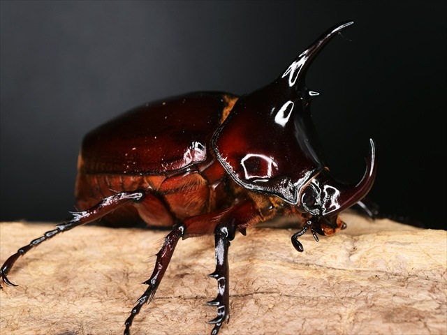 【新成虫】ケンタウルスオオカブト62mmペア