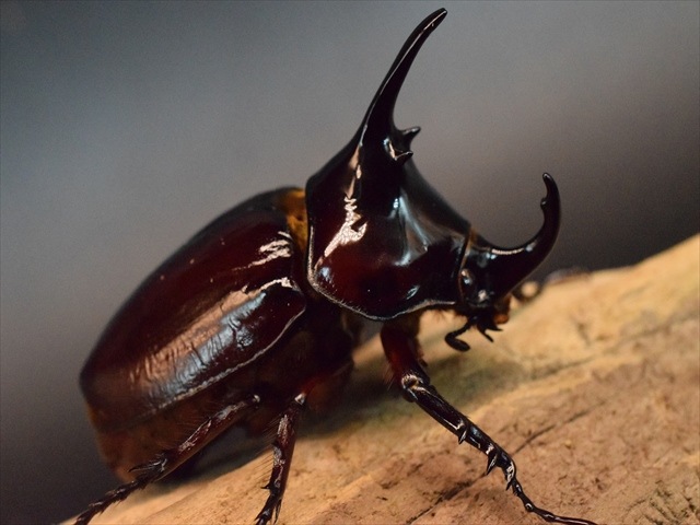 【新成虫】ケンタウルスオオカブト62mmペア