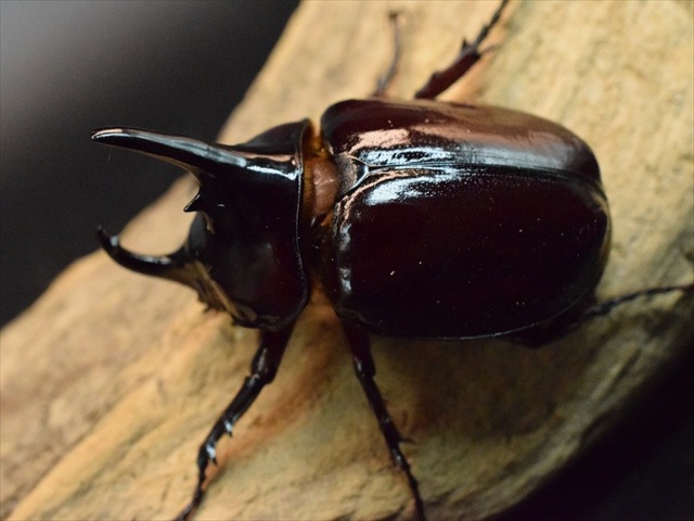 【新成虫】ケンタウルスオオカブト62mmペア