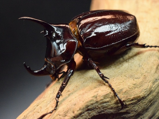 【新成虫】ケンタウルスオオカブト62mmペア