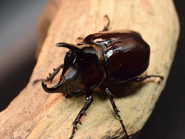 【新成虫】ケンタウルスオオカブト62mmペア