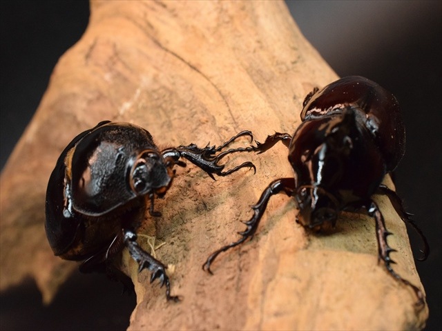 【新成虫】ケンタウルスオオカブト62mmペア
