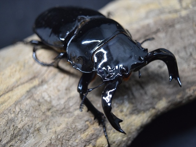 【極ブランド】雅（タランドゥスオオツヤクワガタ）78ｍｍ成虫ペア
