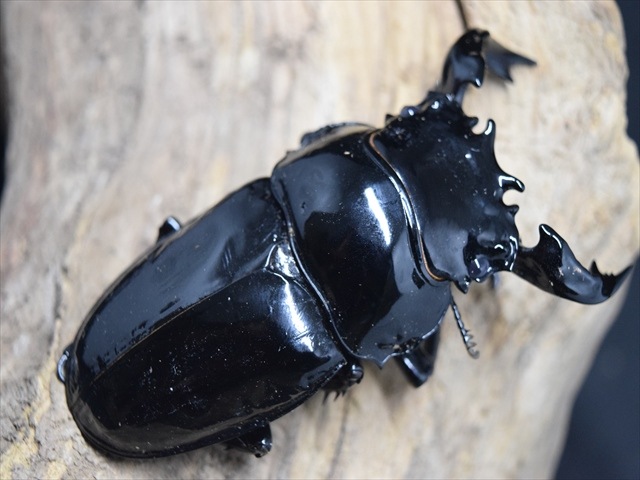 【極ブランド】雅（タランドゥスオオツヤクワガタ）78ｍｍ成虫ペア