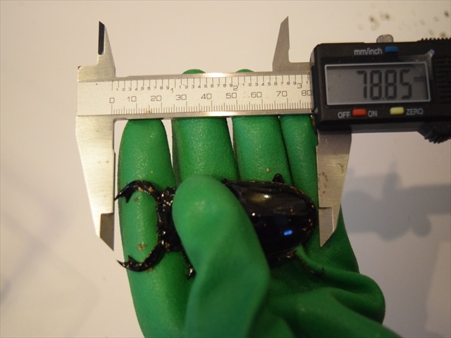 【極ブランド】雅（タランドゥスオオツヤクワガタ）78ｍｍ成虫ペア