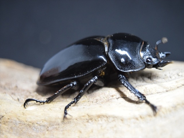 【極ブランド】雅（タランドゥスオオツヤクワガタ）78ｍｍ成虫ペア