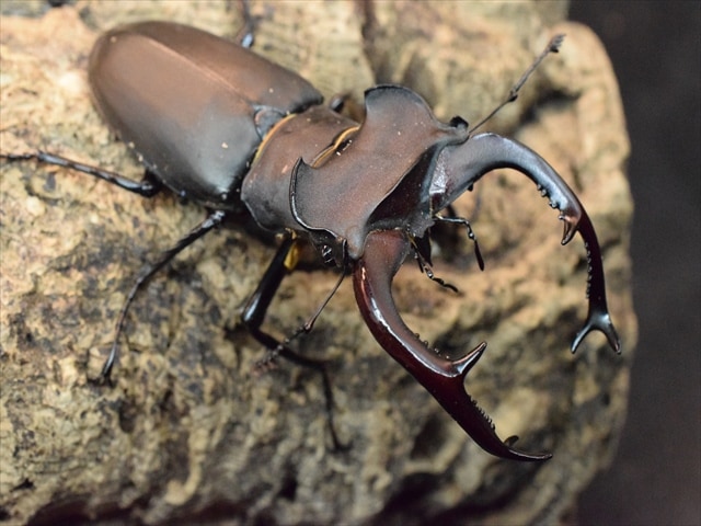 ユダイクスミヤマクワガタ86mmペア | 外国産クワガタ 成虫 | 極