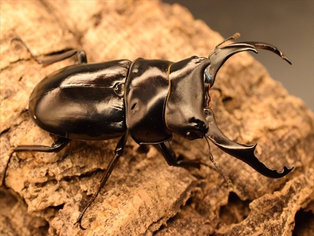 【幼虫ペア】ネパレンシスコクワガタ