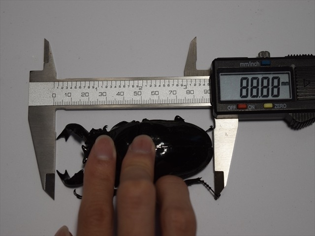 ◎　タランドゥス　大型血統ペア　♂77㎜　♀50㎜　NO12 極ブランド雅（タランドゥスオオツヤクワガタ）77ｍｍ成虫ペア