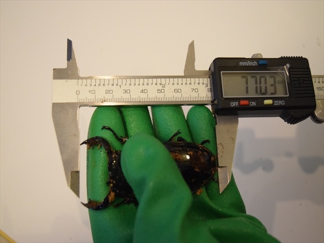 【極ブランド】雅（タランドゥスオオツヤクワガタ）77ｍｍ成虫ペア