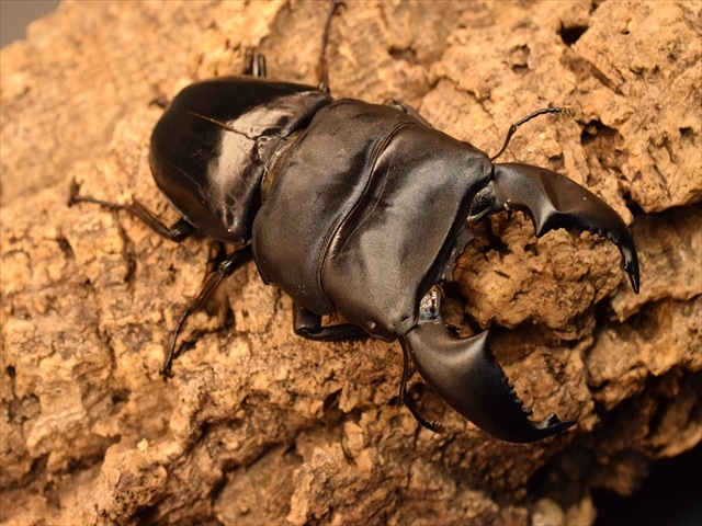 【♂単品】スマトラオオヒラタクワガタ91ｍｍ