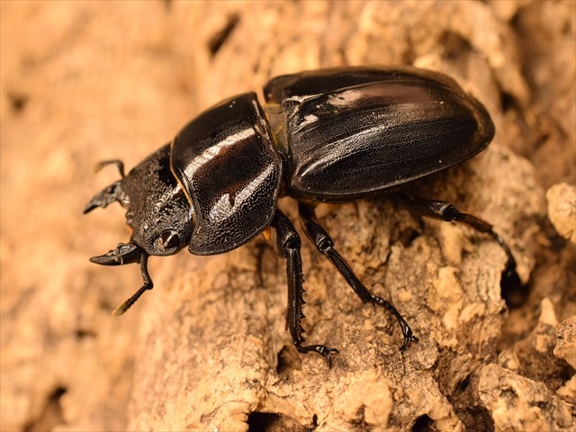 【♂単品】スマトラオオヒラタクワガタ91ｍｍ