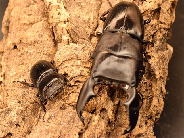 【♂単品】スマトラオオヒラタクワガタ91ｍｍ