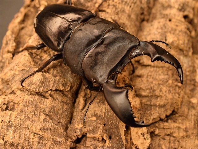 【♂単品】スマトラオオヒラタクワガタ91ｍｍ