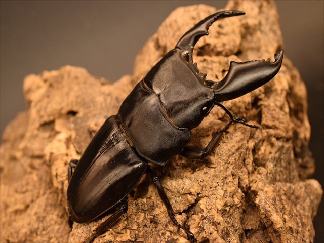 【♂単品】スマトラオオヒラタクワガタ91ｍｍ