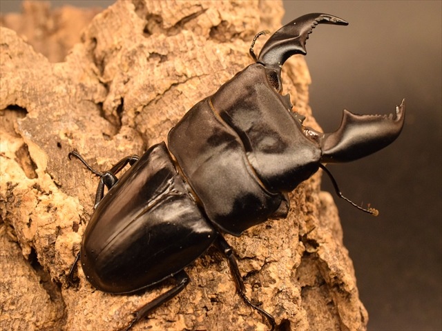 【♂単品】スマトラオオヒラタクワガタ91ｍｍ