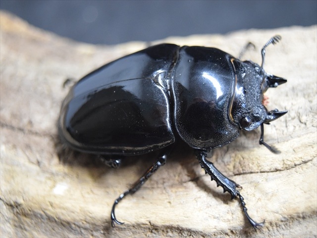 極ブランド】雅（タランドゥスオオツヤクワガタ）77mm成虫ペア