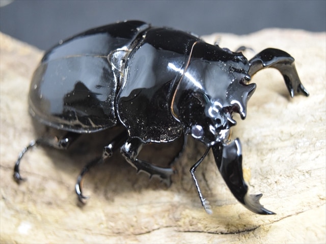 タランドゥスツヤクワガタ(029) SEGA - ムシキング 2003 タランドゥスツヤクワガタ 029の通販 by ひな