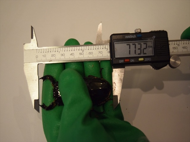 【極ブランド】雅（タランドゥスオオツヤクワガタ）77ｍｍ成虫ペア