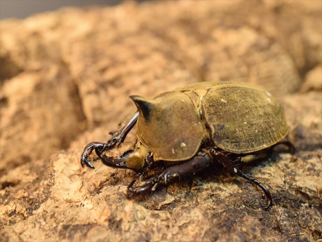 新成虫】ベルティペスコフキカブト【Mサイズペア】 | 外国産カブトムシ 
