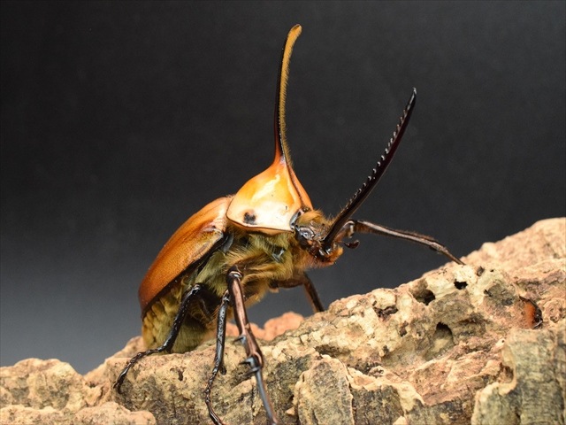 【成虫ペア】ゴロファポルテリ（ノコギリタテヅノカブト）【新成虫Lサイズ】