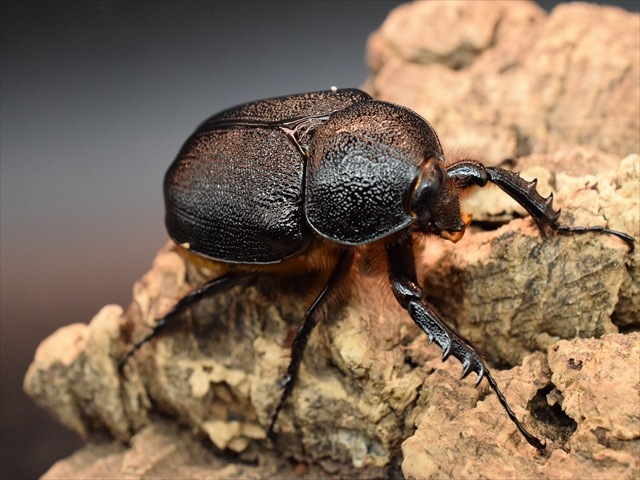 【成虫ペア】ゴロファポルテリ（ノコギリタテヅノカブト）【新成虫Lサイズ】