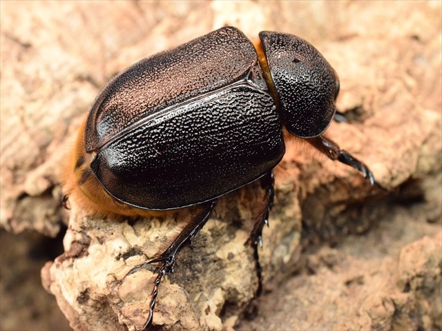 【成虫ペア】ゴロファポルテリ（ノコギリタテヅノカブト）【新成虫Lサイズ】