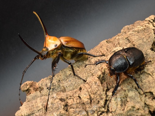 【成虫ペア】ゴロファポルテリ（ノコギリタテヅノカブト）【新成虫Lサイズ】