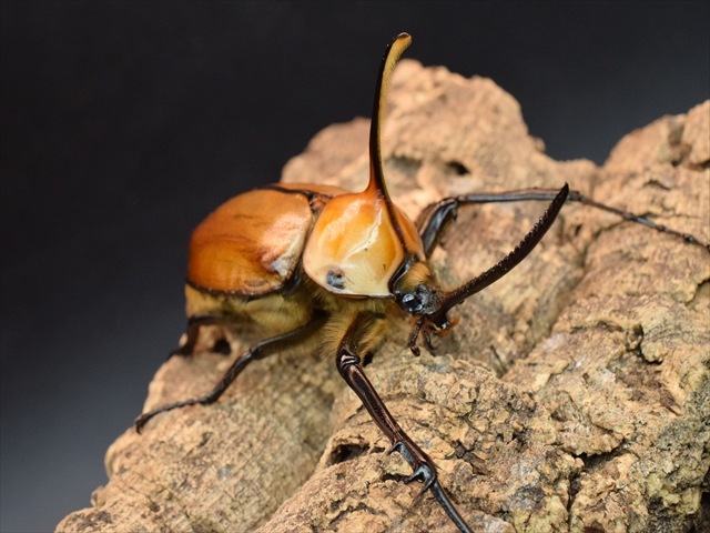 【成虫ペア】ゴロファポルテリ（ノコギリタテヅノカブト）【新成虫Lサイズ】