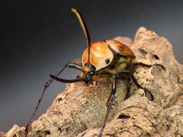 【成虫ペア】ゴロファポルテリ（ノコギリタテヅノカブト）【新成虫Lサイズ】