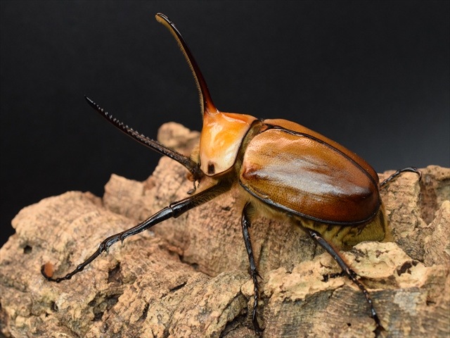 【成虫ペア】ゴロファポルテリ（ノコギリタテヅノカブト）【新成虫Lサイズ】