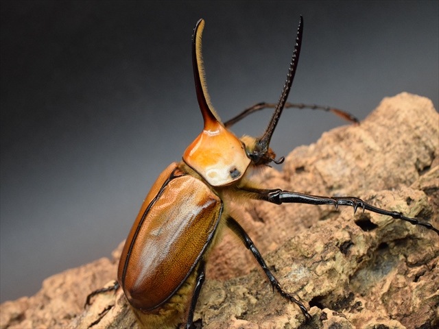 【成虫ペア】ゴロファポルテリ（ノコギリタテヅノカブト）【新成虫Lサイズ】