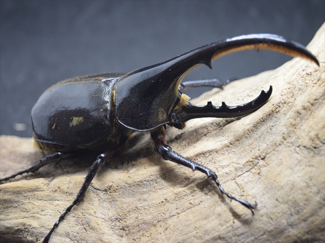 ヘラクレスオオカブトムシ ♂♀ペア 8-17
