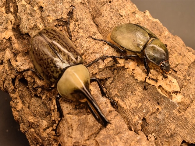 即ブリ可】グラントシロカブト78mmペア | 外国産カブトムシ 成虫 | 極 即ブリ可】グラントシロカブト78mmペア | 外国産カブトムシ 成虫 | 極