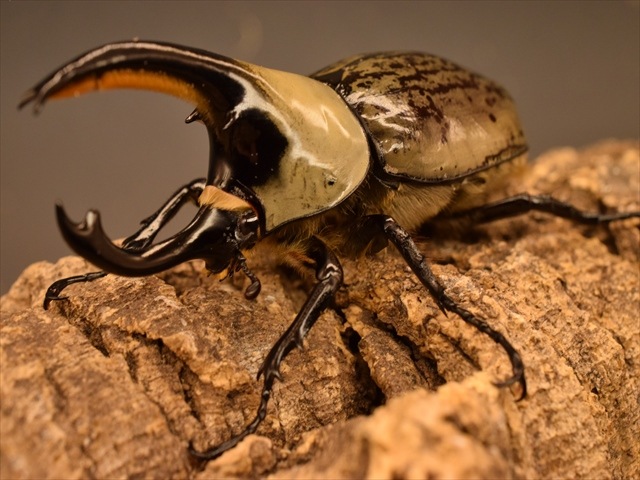 即ブリ可】グラントシロカブト78mmペア | 外国産カブトムシ 成虫 | 極