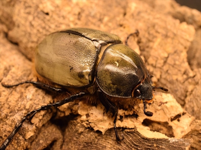即ブリ可】グラントシロカブト78mmペア | 外国産カブトムシ 成虫 | 極