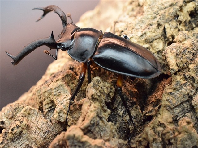※特大・良型　ディディエ−ルシカクワガタ♂野外標本 2025年最新】シカクワガタ 標本の人気アイテム - メルカリ
