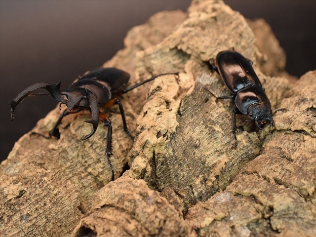 R.ディデエールシカクワガタ　野外品　雄73ミリ ディディエールシカクワガタ WD 37ミリ♀単品 - クワガタ横丁