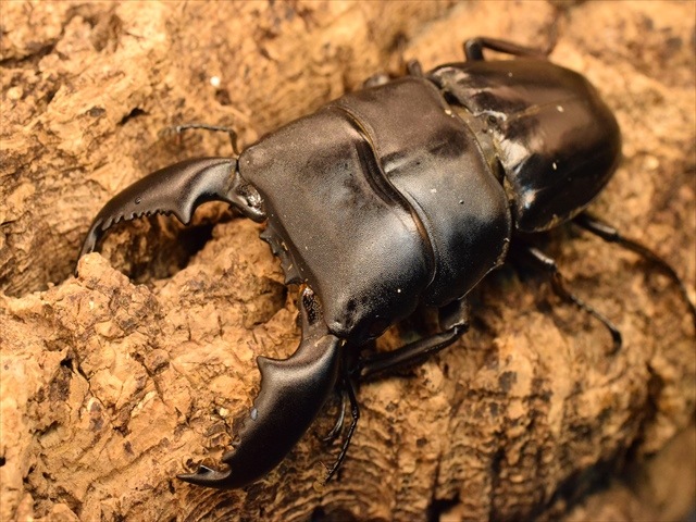 【新成虫】スマトラオオヒラタクワガタ82mmペア