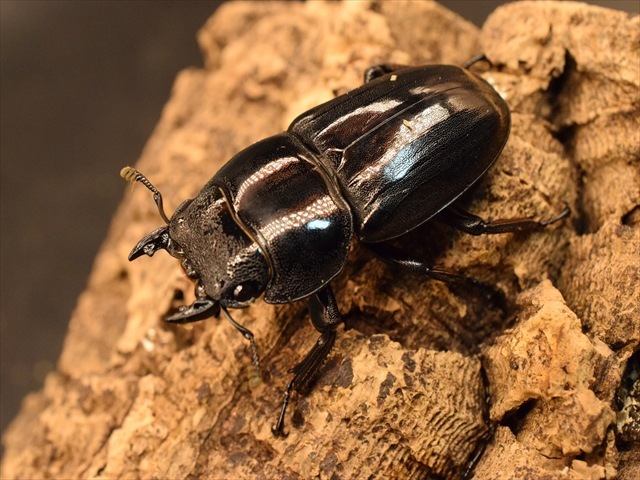 【新成虫】スマトラオオヒラタクワガタ82mmペア