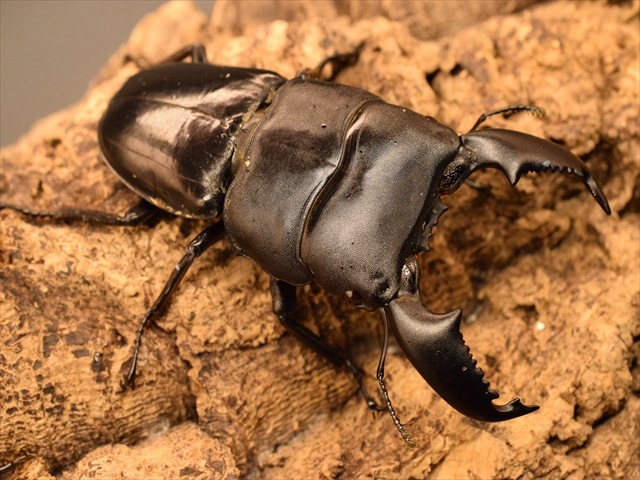 【新成虫】スマトラオオヒラタクワガタ82mmペア