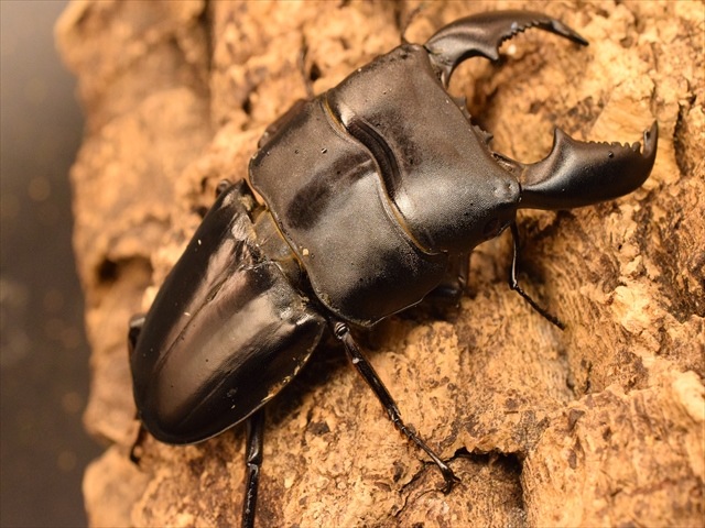 【新成虫】スマトラオオヒラタクワガタ82mmペア